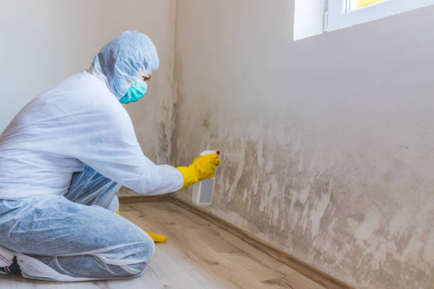 Licensed Mold Inspection service in Rebersburg, PA - WQB Mold Removal